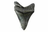 Serrated, Fossil Megalodon Tooth - South Carolina #154177-2
